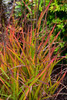 Flame Grass