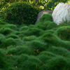 Grass No Mow Grass
