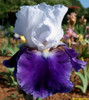 iris Snow Mound