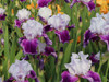 iris Snow Mound