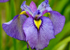 Iris Shiryuko