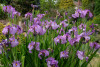 Iris Shiryuko
