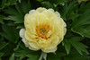Bartzella Peony