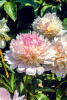Peony Alertie