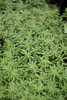 Blue Carpet Spanish Stonecrop