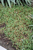 Blue Carpet Spanish Stonecrop