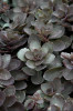 Dazzleberry Stonecrop