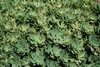 Thundercloud Stonecrop