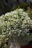 Thundercloud Stonecrop