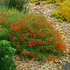 ZAUSCHNERIA ORANGE CARPET