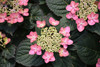 Tuff Stuff&trade; Red Hydrangea
