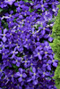 Jackmanii Clematis