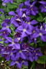 Jackmanii Clematis