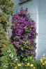 Jackmanii Superba Clematis