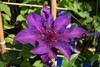 Fleuri Clematis