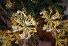 Scentsation Honeysuckle