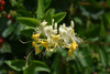Scentsation Honeysuckle