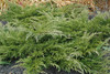 Calgary Carpet Juniper