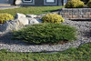 Calgary Carpet Juniper