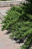Tam Juniper