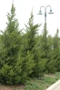 Fairview Juniper