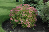 Goldflame Spirea