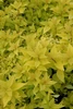 Goldmound Spirea