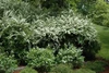 Snowmound Spirea