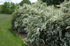 Vanhoutte Spirea
