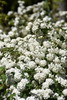 Vanhoutte Spirea