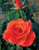 Grandiflora Rose