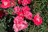 Carpet Rose