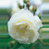 Floribunda Rose