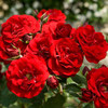 Floribunda Rose