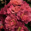 Floribunda Rose