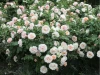 Floribunda Rose