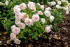 Floribunda Rose