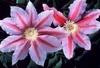 Clematis Vine (assorted)