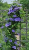 Clematis Vine (assorted)