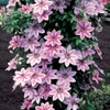Clematis Vine (assorted)