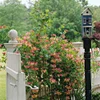 Honeysuckle Vine(assorted)