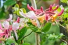 Honeysuckle Vine(assorted)