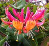 Honeysuckle Vine(assorted)