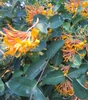 Honeysuckle Vine(assorted)