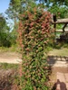 Honeysuckle Vine(assorted)