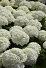 Incrediball&reg; Hydrangea