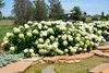 Incrediball&reg; Hydrangea