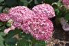 Invincibelle&reg; Spirit II Hydrangea