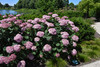 Invincibelle&reg; Spirit II Hydrangea