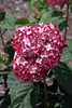 Invincibelle&reg; Ruby Hydrangea